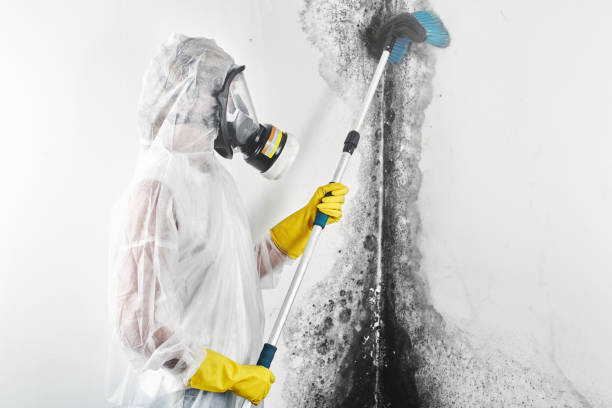Best Biohazard Mold Removal  in Drum Point, MD