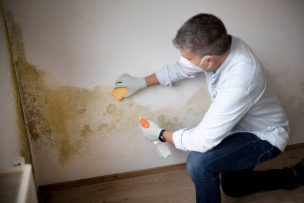 Best Mold Odor Removal Services  in Drum Point, MD
