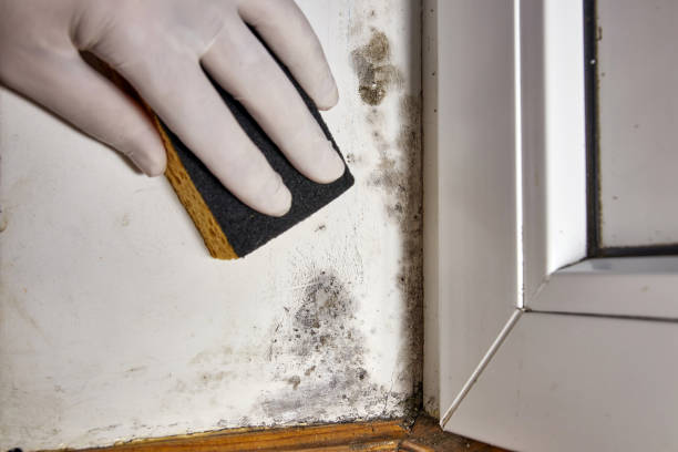 Best Water Damage & Mold Remediation  in Drum Point, MD